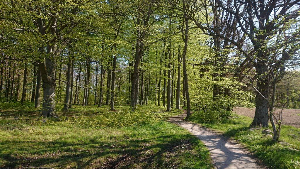 Pålsjö Forest in Helsingborg