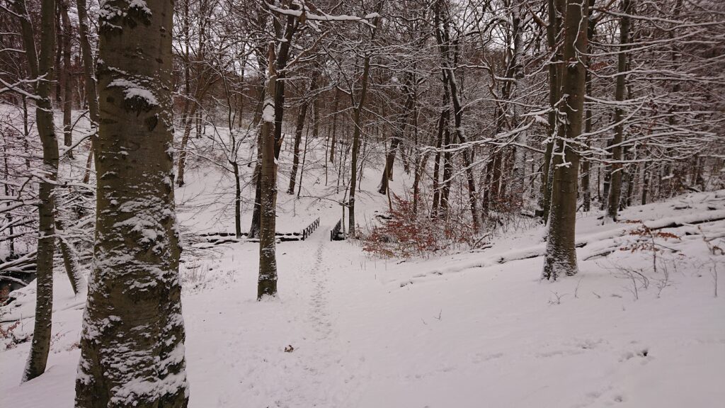 Magical Pålsjö Forest during Winter