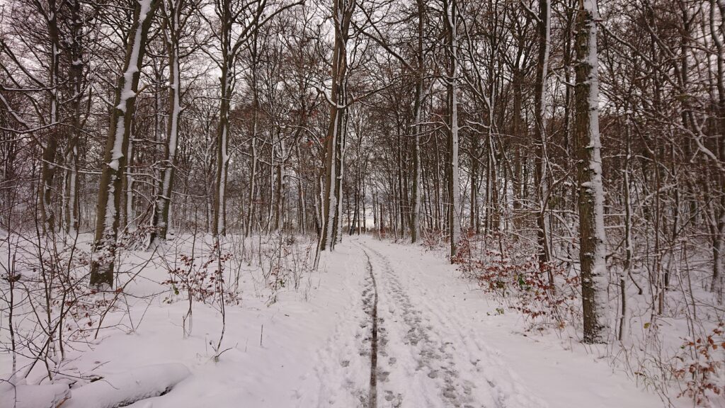 Snowcovered Winter Wonderland Pålsjö Forest in Helsingborg