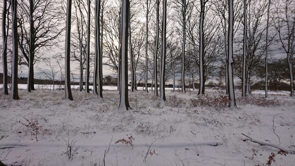 Magic Snowy Winter Forest Pålsjö Forest Helsingborg