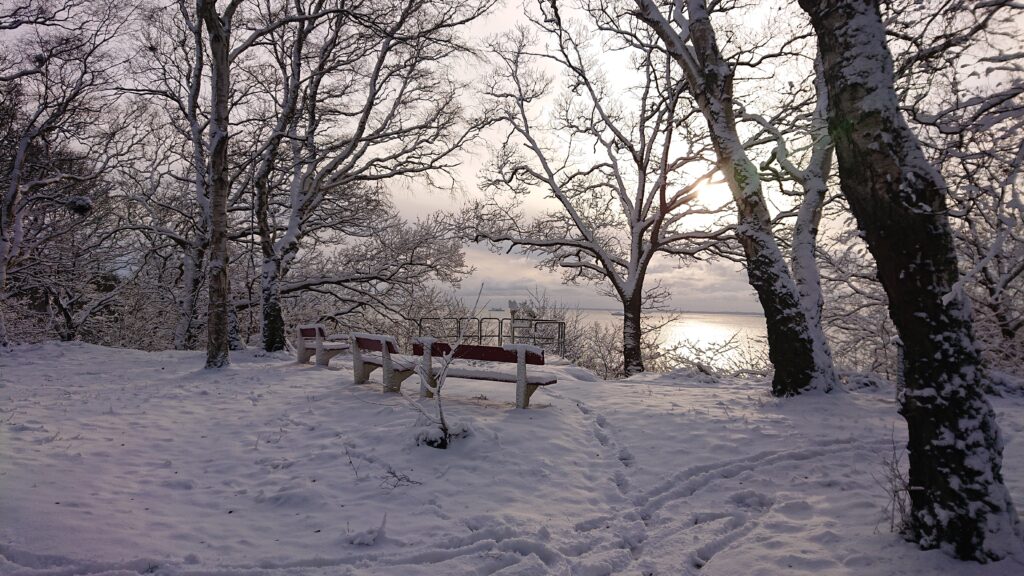 Snowy Winter Wonderland in Pålsjö Forest