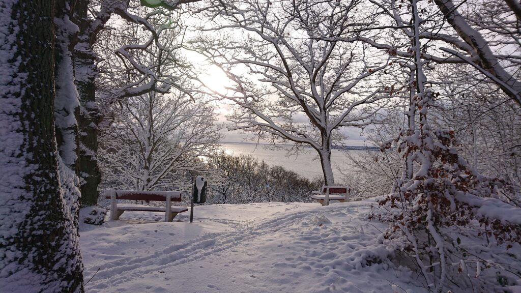 Winter Wonderland Forest in Helsingborg