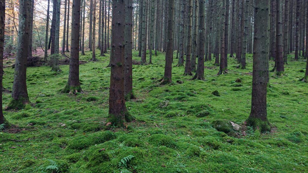 Söderåsen Mossy Landscapes