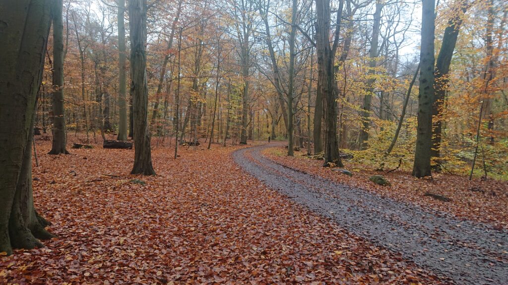 Pålsjö Forest in Autumn