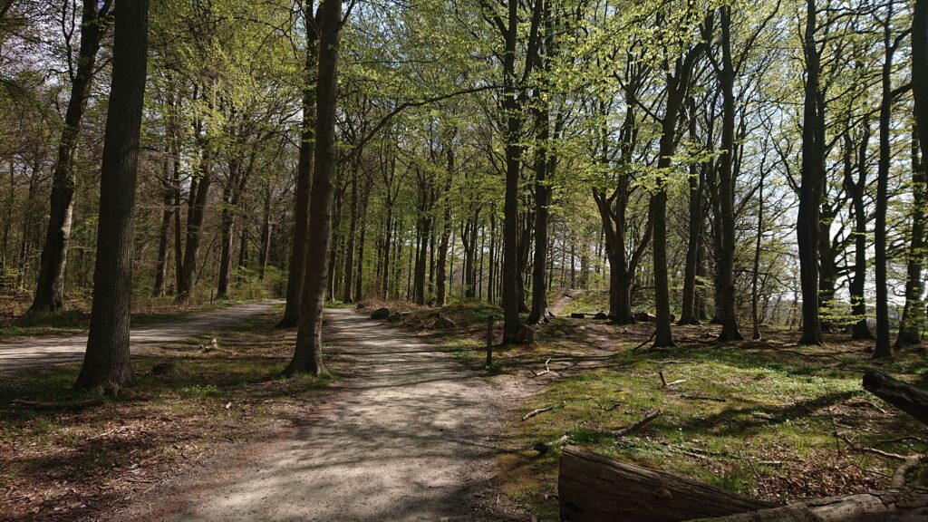 Pålsjö Forest in Helsingborg Landscapes