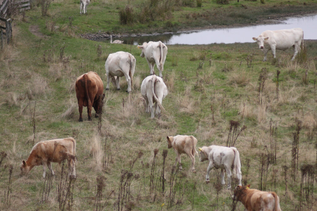 Cows - picture highlighted on visithelsingborg Instagram