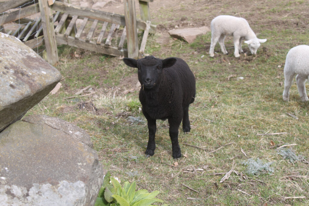 A black lamb