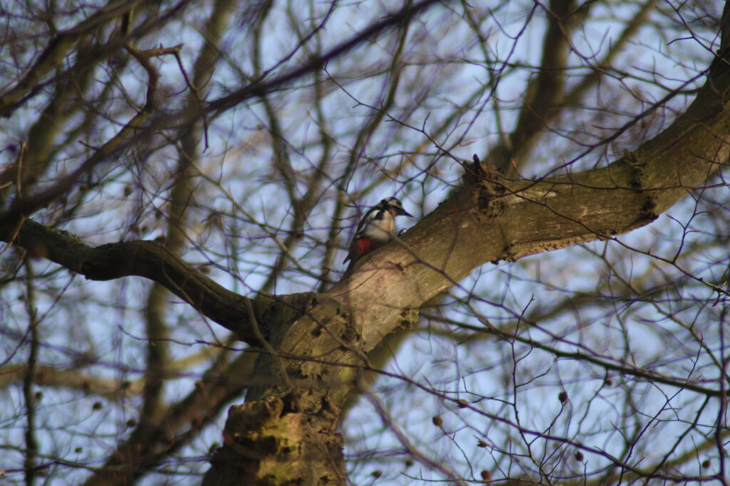 Woodpecker working hard on a tree branch