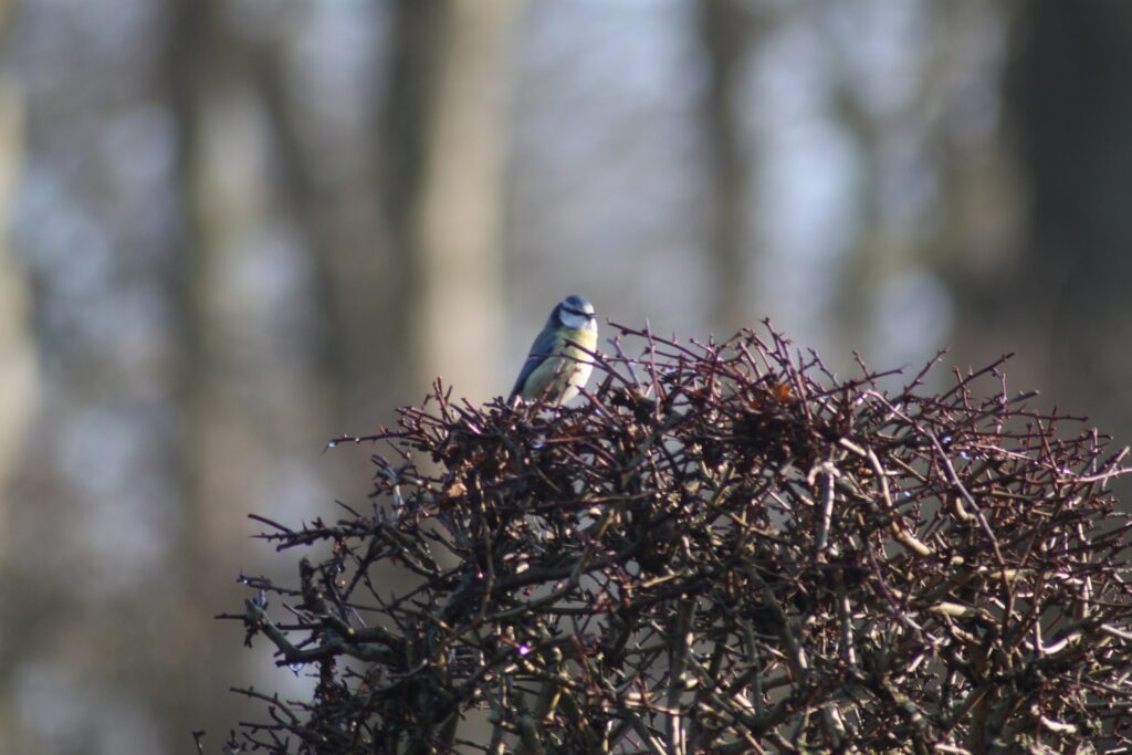 Blue tit on a bush