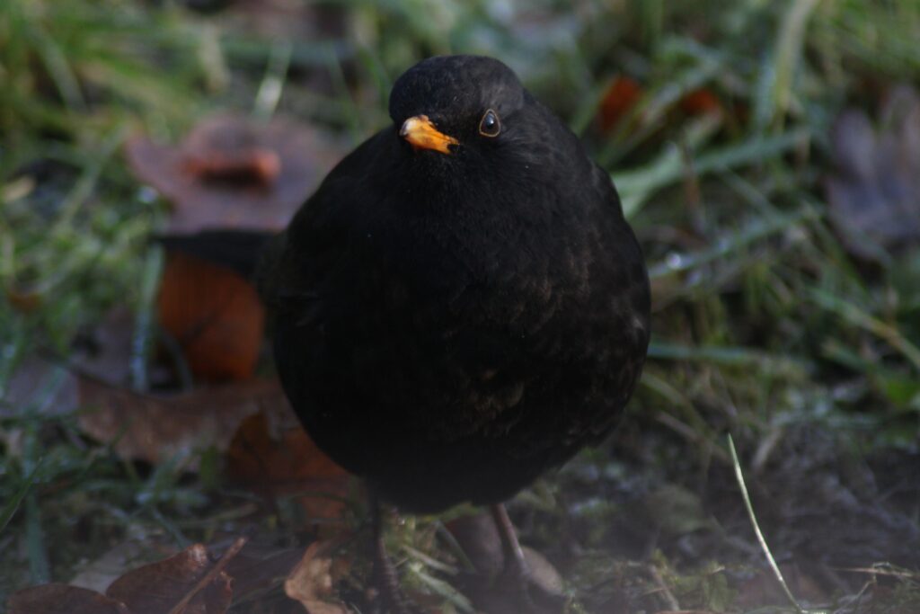 Black bird close-up