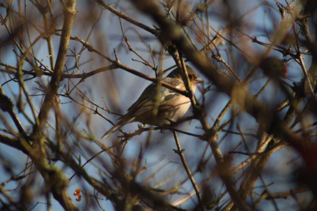 Hidden chaffinch in the tree