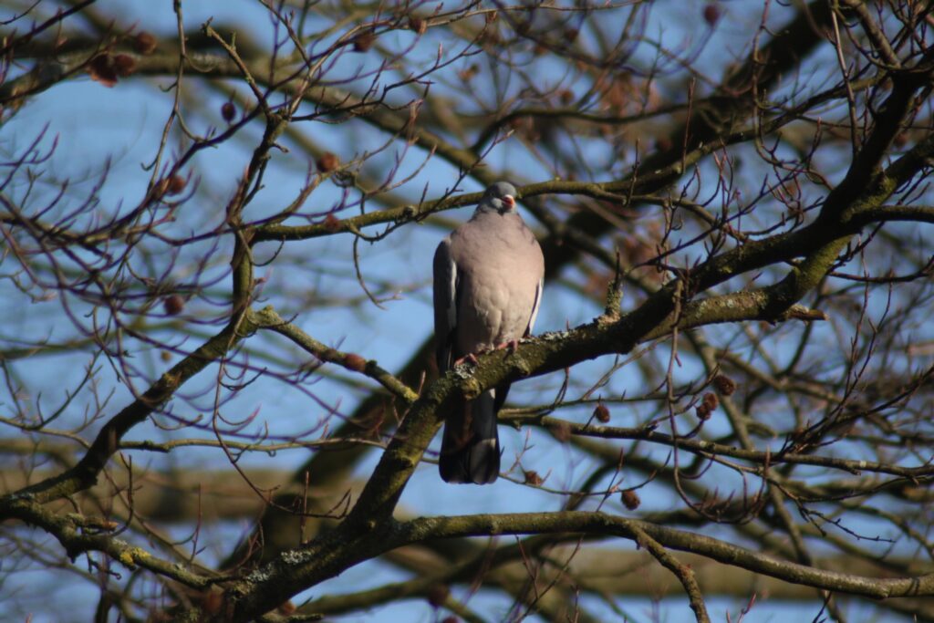 Dove sitting proudly watching on a branch