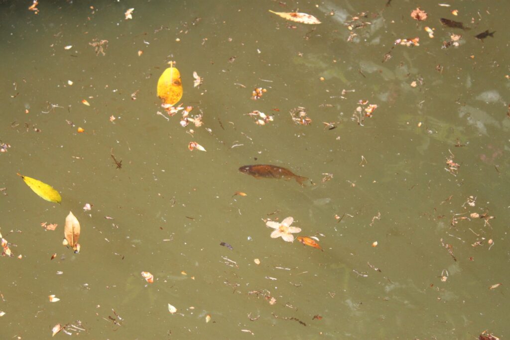 Fish in a pond