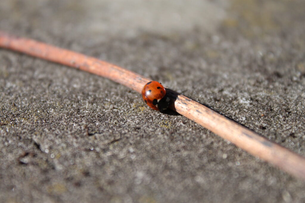 Ladybug out and about macro perspective