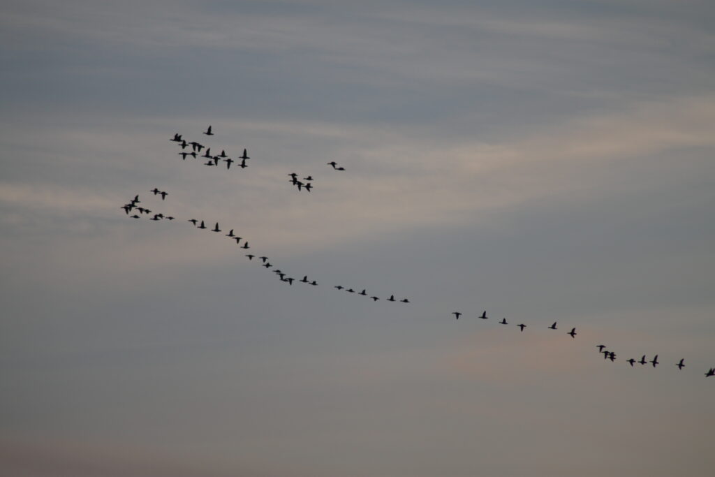 A flock of birds soaring through the sky in V-formation