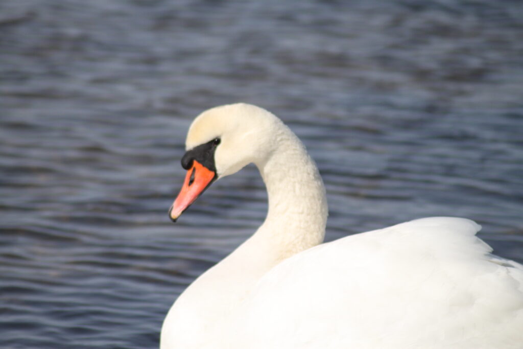 Swan