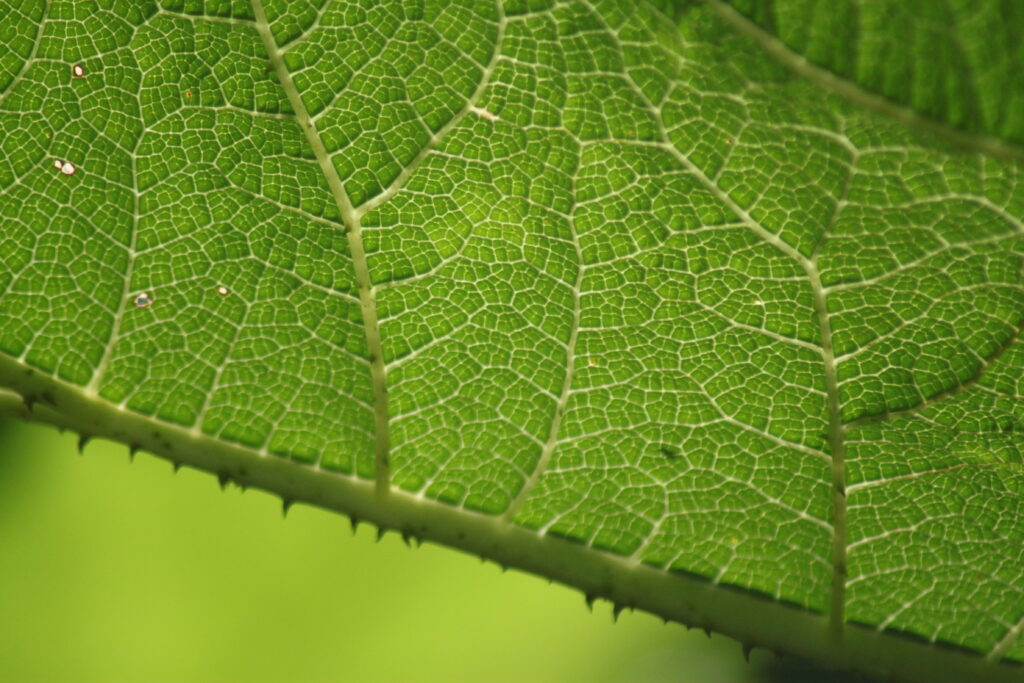 Leaf structure