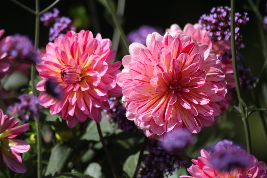 Sofiero Helsingborg Flowers