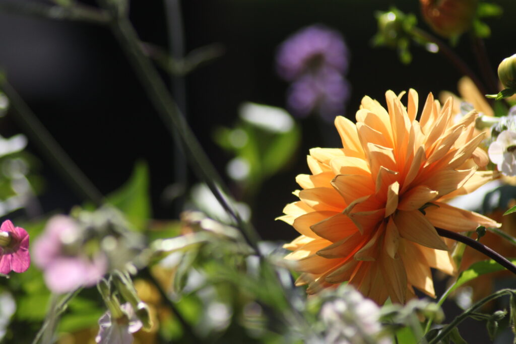 Sofiero Dahlia Days in Helsingborg Flowers