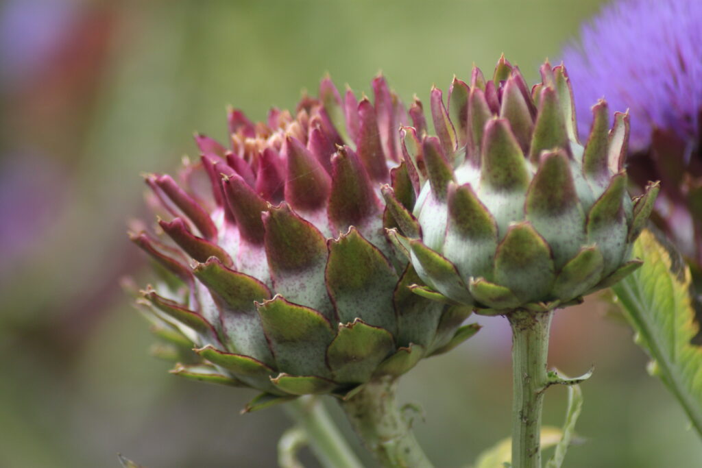 Artichoke Photo Sofiero Dahlia Days Helsingborg