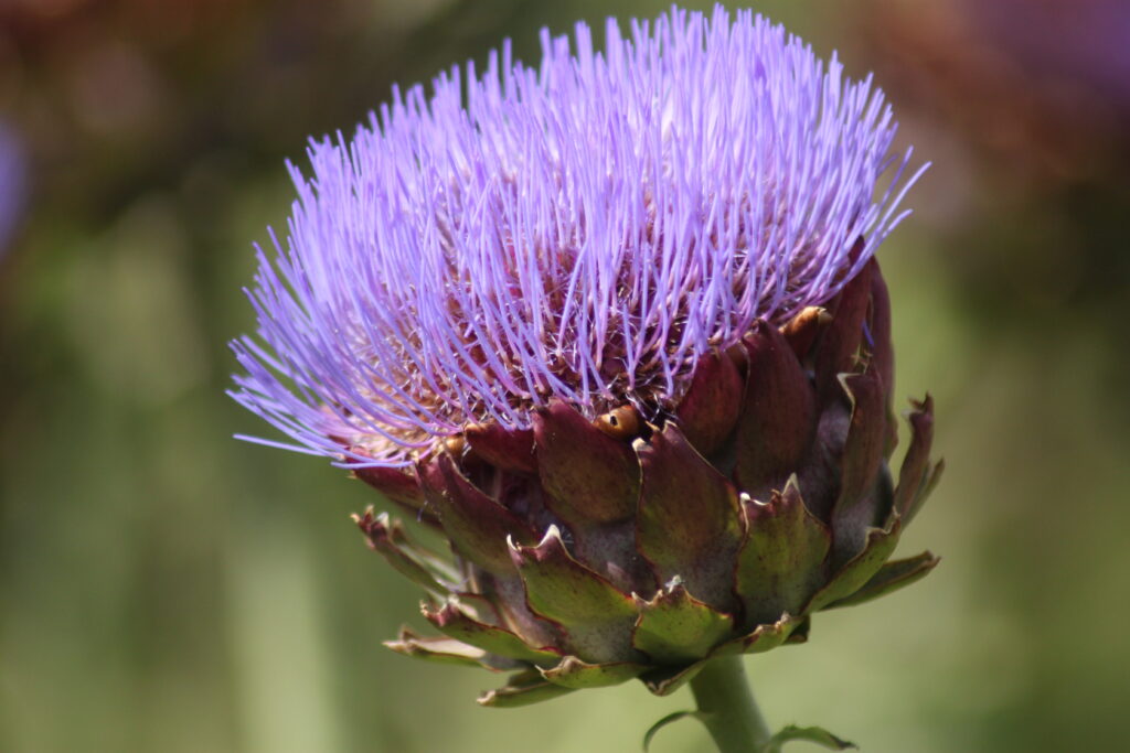 Flowering Artichoke Sofiero Dahlia Days