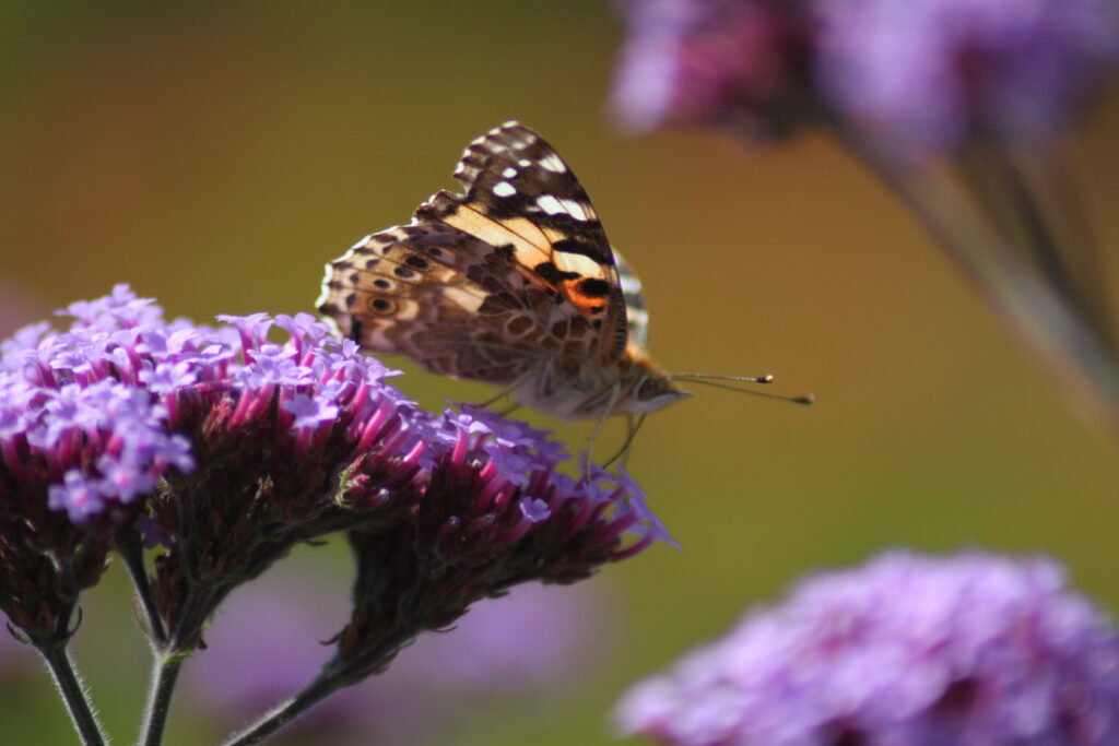 Butterfly sucking nectar from Flower at Sofiero during Dahlia Days