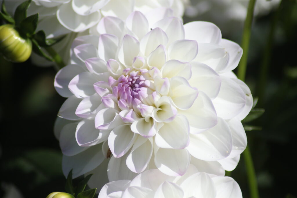 White Dahlia Flower during Dahlia Days at Sofiero in Helsingborg