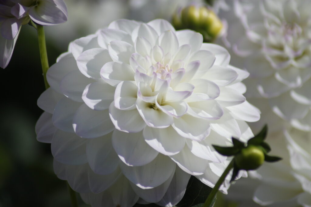 White beautiful Dahlia at Sofiero Dahlia Days in Helsingborg Autumn