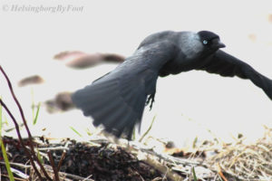 Jackdaw (kaja) takes flight