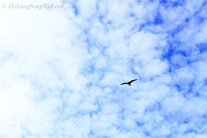 A seabird (probably some sort of gull) flying across the cloudy blue sky