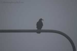 Photo #1 of a Rook (råka) in foggy weather, Helsingborg, Skåne, Sweden