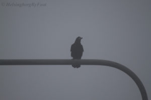 Photo #2 of a Rook (råka) in foggy weather, Helsingborg, Skåne, Sweden