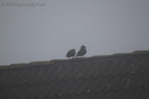 Photo #1 of Jackdaws (I think - kajor) on a rooftop a foggy day in Helsingborg, Skåne, Sweden