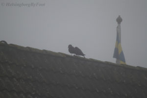 Photo #2 of Jackdaws (I think - kajor) on a rooftop a foggy day in Helsingborg, Skåne, Sweden