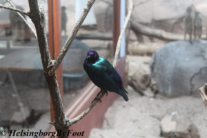 Photo #1 of Purple starling (purpurglans stare) at Tropikariet, Helsingborg, Skåne, Sweden