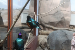 Photo #2 of Purple starling (purpurglans stare) at Tropikariet, Helsingborg, Skåne, Sweden