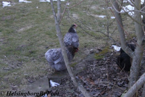 Guinea-hen (pärlhöna) in a Helsingborg garden, Skåne, Sweden