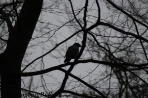 Photo #1 of a Crow (kråka) in Pålsjöskog, Helsingborg, Skåne, Sweden