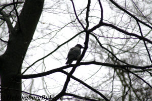 Photo #2 of a Crow (kråka) in Pålsjöskog, Helsingborg, Skåne, Sweden