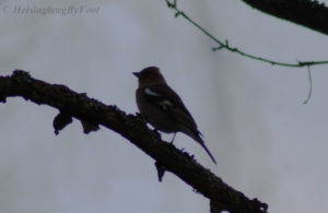 Zoomed in Chaffinch (bofink) in Mölle, Skåne, Sweden