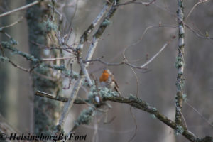 Photo #2 of Robin (rödhake) seen at Kullaberg, Skåne, Sweden