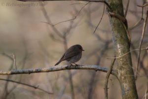 Robin (rödhake) in the forests around Kullaberg/Mölle, Skåne, Sweden