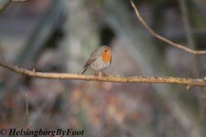 Photo #1 of Robin (rödhake) seen at Kullaberg, Skåne, Sweden