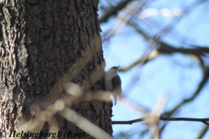 Photo #2 of a Nuthatch (nötväcka) on a tree in Jordbodalen, Helsingborg, Skåne, Sweden