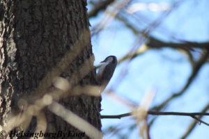 Photo #1 of a Nuthatch (nötväcka) on a tree in Jordbodalen, Helsingborg, Skåne, Sweden