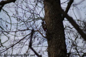 Bigger woodpecker (större hackspett) in Jordbodalen, Helsingborg, Skåne, Sweden