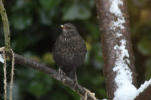 Koltrast - blackbird, photographed in Helsingborg garden, wintertime