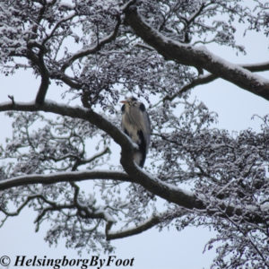 Gray Heron (gråhäger) in a tree wintertime in Jordbodalen, Helsingborg, Skåne, Sweden