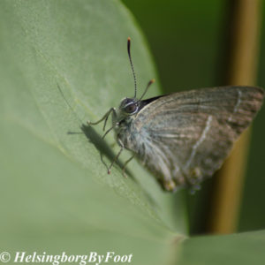 Photo of Hairstreak butterfly (eksnabbvinge)