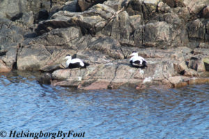 Eider (Ejdrar) on the rocky shore of Mölle/Kullaberg, Skåne, Sweden